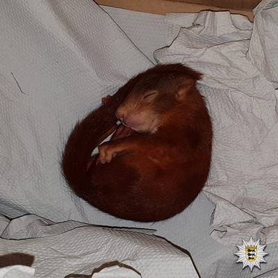 Politie in Duitsland 'redt' man van achtervolging door babyeekhoorn