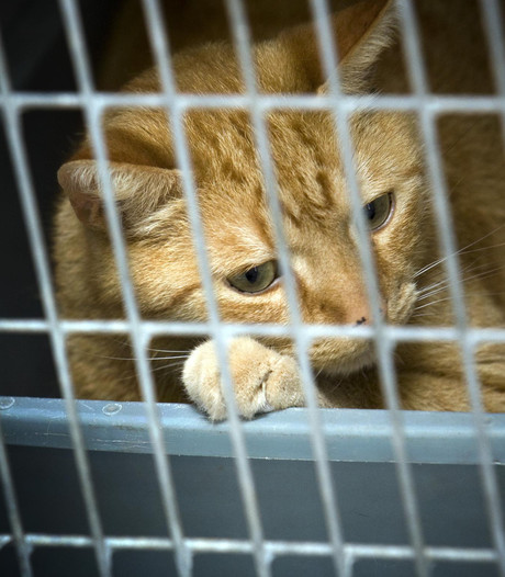 Vrijspraak voor Dordts 'kattenvrouwtje'