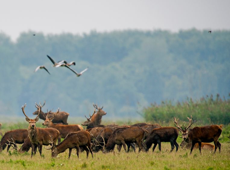 Rechter: afschieten van 1000 edelherten in de Oostvaardersplassen mag voorlopig niet - Trouw