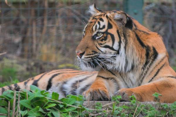 Inside Edinburgh Zoo