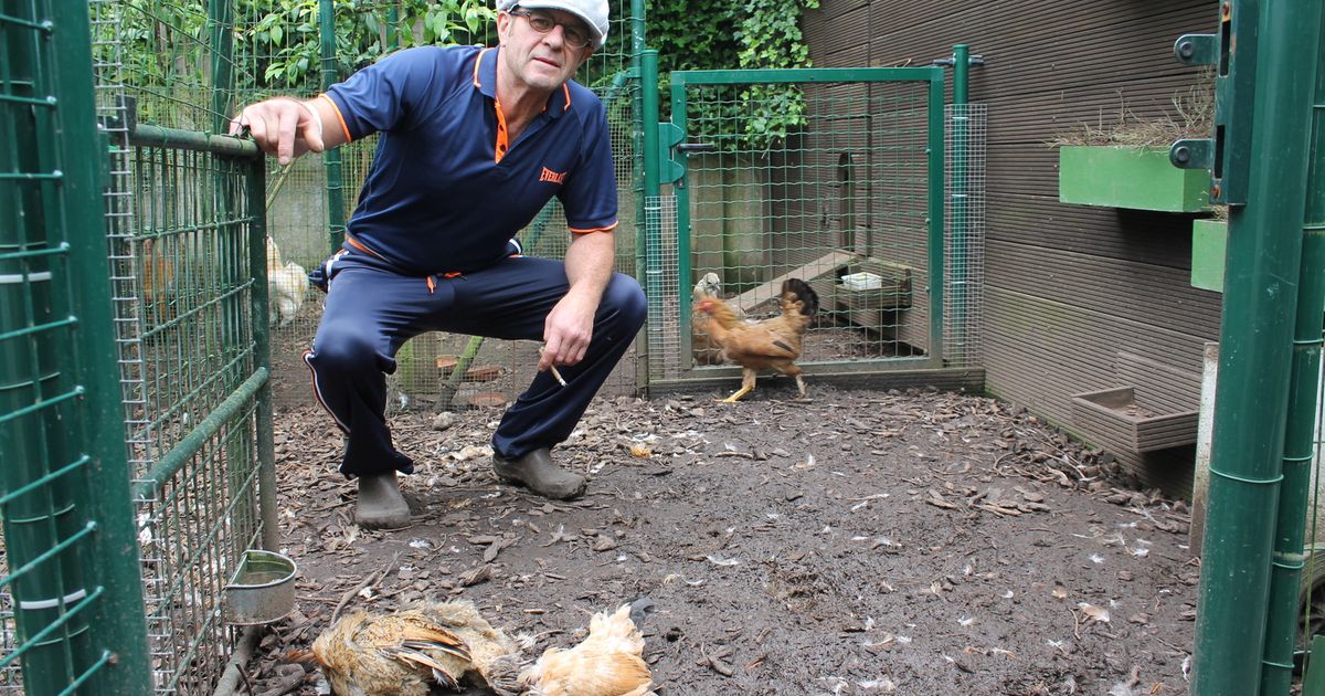 Vos bijt twaalf kippen dood Liedekerke Regio HLN