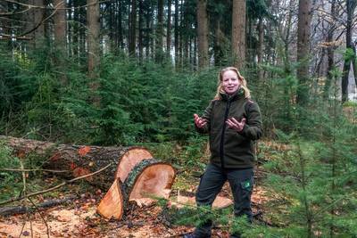 Aanhoudende droogte en hitte: de fijnspar verdwijnt