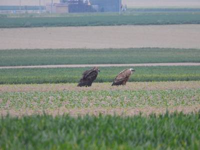Twee gieren rusten uit bij de grens, maar we gaan ze steeds vaker zien
