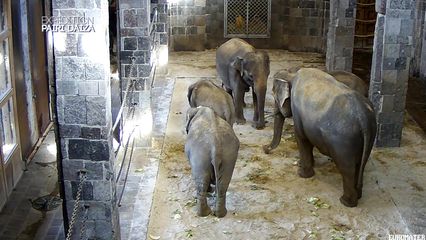 8. La naissance du bébé éléphant se prépare