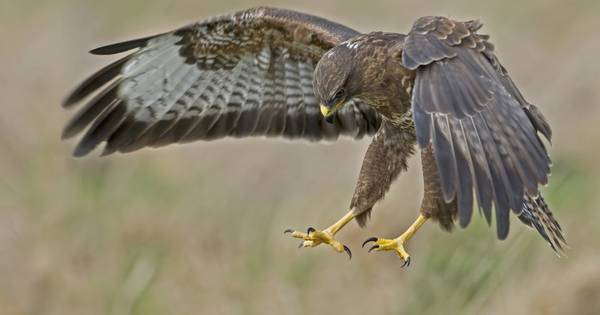 Agressieve buizerd belaagt opnieuw mensen in Strijen | Hoeksche Waard - AD.nl