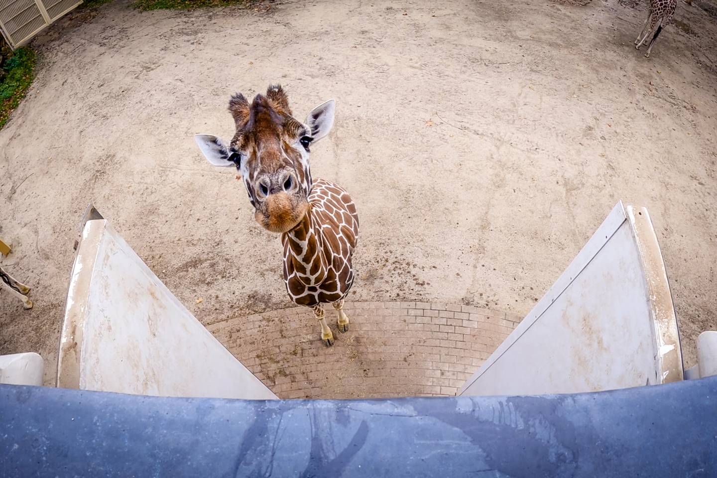 Het echte leven in de ZOO