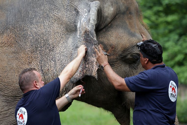 Dierenartsen nemen bloedstalen af bij de olifant.