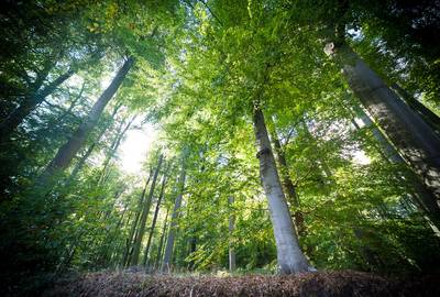 Un barbecue mal éteint ravage 100 m² en Forêt de Soignes