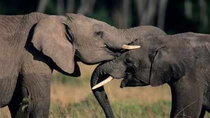 Trump schort invoer jachttrofeeën van olifanten op na felle kritiek