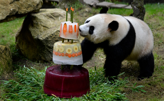 Valentijnsdag In Ouwehands Dierenpark Gaan Reuzenpanda S Voor Een