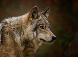 Mijn hond werd aangevallen door een wolf