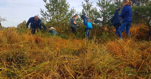 Jonge dennen en berkjes rooien om de Oude Buisse Heide bij Achtmaal heide te laten zijn