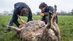 Wolvin doodt schapen in Meerhout, kijk uit voor Naya op bruggen over Albertkanaal