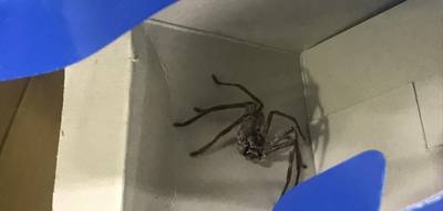 Reuzenspin jaagt passagiers stuipen op het lijf tijdens lange vlucht