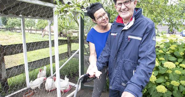 De kippen konden gewoon mee naar woonzorglocatie in Den Ham - Tubantia