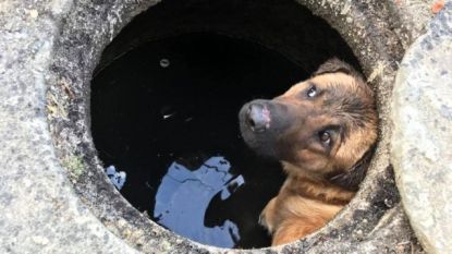 Ontroerende beelden: dierenorganisatie redt achtergelaten hond uit waterput in Dinant
