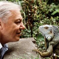 Sir David Attenborough, de stem van de wildernis, keert voor zijn 100ste verjaardag terug naar zijn eigen achtertuin