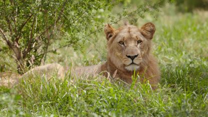 Opnieuw doodt leeuw toeriste (22) in Zuid-Afrika