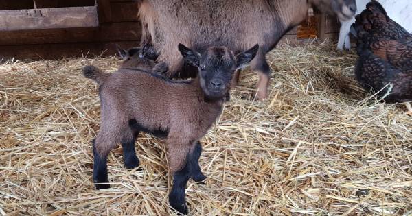 Drie babygeitjes op gesloten vakantiepark De Kempervennen in Westerhoven - Eindhovens Dagblad