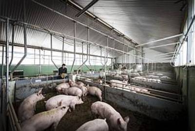 Universiteit Wageningen verkoopt ondanks protesten varkenscentrum Sterksel