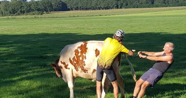Noaberplicht: fietsende dierenarts helpt boer met bevallende koe - Tubantia