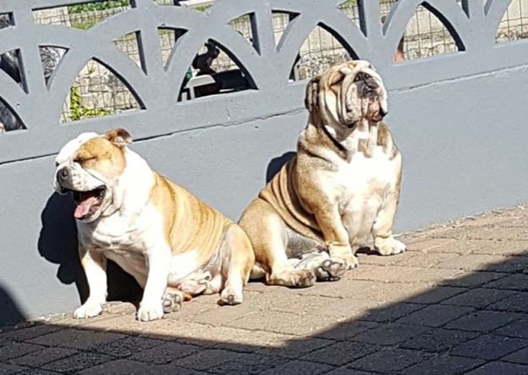 Twee Engelse bulldogs vergiftigd in eigen tuin en gedumpt in visvijver