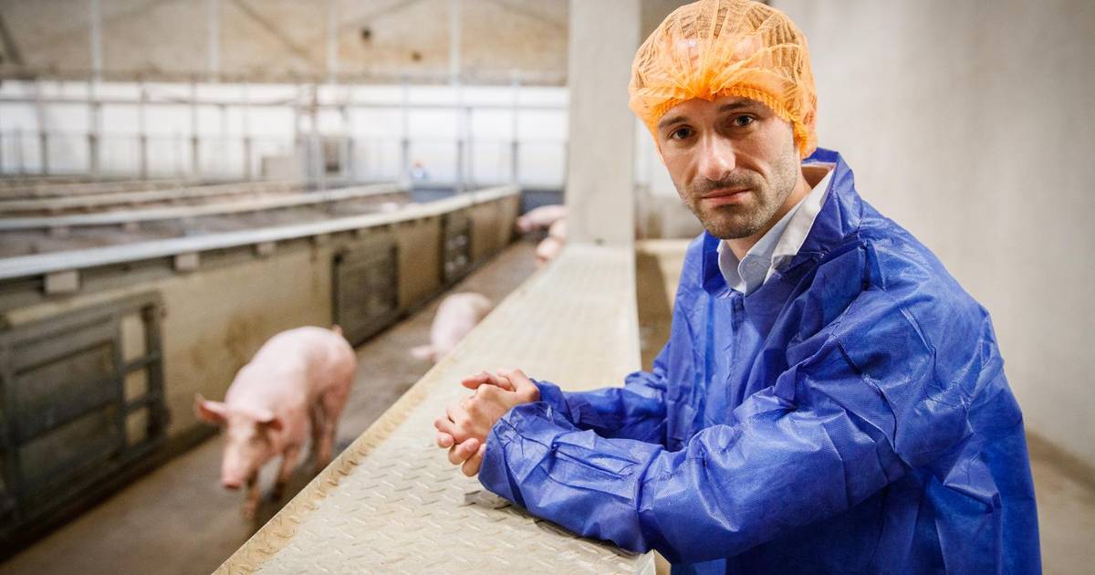 "Een varken heeft gevoelens. Daar letten we nu nog strenger op" | Binnenland | hln.be