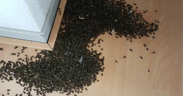 Duizenden overwinterende vliegen teisteren inwoners Cromvoirt | Overig - BD.nl