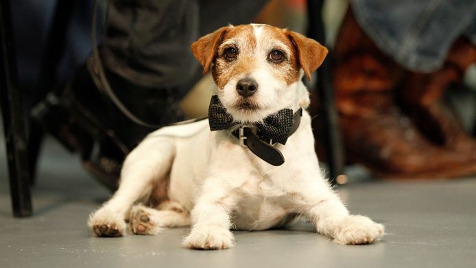 Hond Uit The Artist En Water For Elephants Met Pensioen Show Pzc Nl