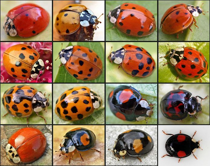 Lieveheersbeestjes Zijn Veel Minder Lief Dan Je Denkt Wetenschap Planeet Hln Be