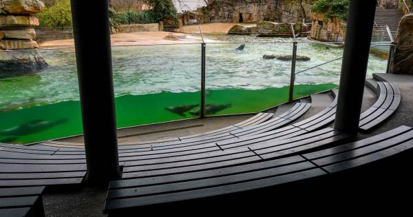 Dierentuinen, de Efteling en Disneyland Paris: zo zien ze eruit zonder bezoekers - Tubantia