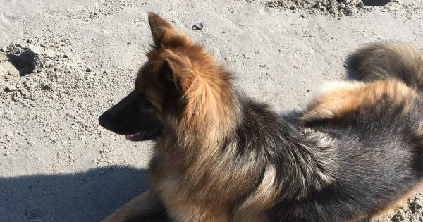 Herdershond Shadow na vijf dagen teruggevonden