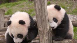 Vertederend! Bao Di en Bao Mei ontdekken hun buitenverblijf