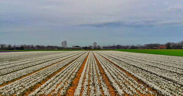 In Landhorst staan de krokussen ook in de krokusvakantie volop te bloeien