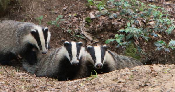 Politie roept op: stop met vernielen dassenburchten - De Gelderlander