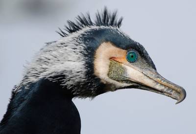 Aalscholvers maken beheerder visvijvers radeloos
