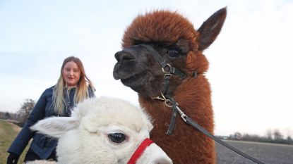 Wandelen met alpaca's ook in Nederland steeds populairder