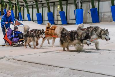 Grootste droom van doodzieke Brent (9) in vervulling: sleeën met husky's