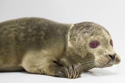 Albinozeehond aangespoeld in Noordwijk