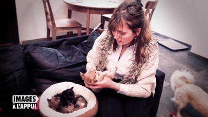 14. Ils ont volé mes chihuahuas !