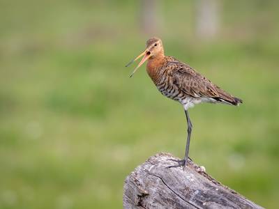 Weidevogelgebied Eldikscheveld blijft eldorado, ondanks pottenveld