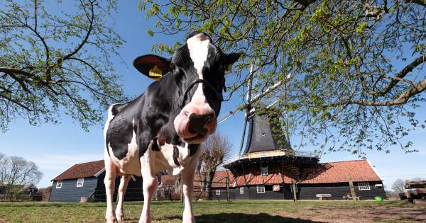 Liesje 22 uit Twente is als eerste 'cowfluencer' ter wereld een hit op Instagram - De Gelderlander