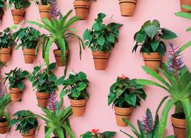 Op vakantie? Met deze lifehack en een lege fles overleven je plantjes zonder verzorging
