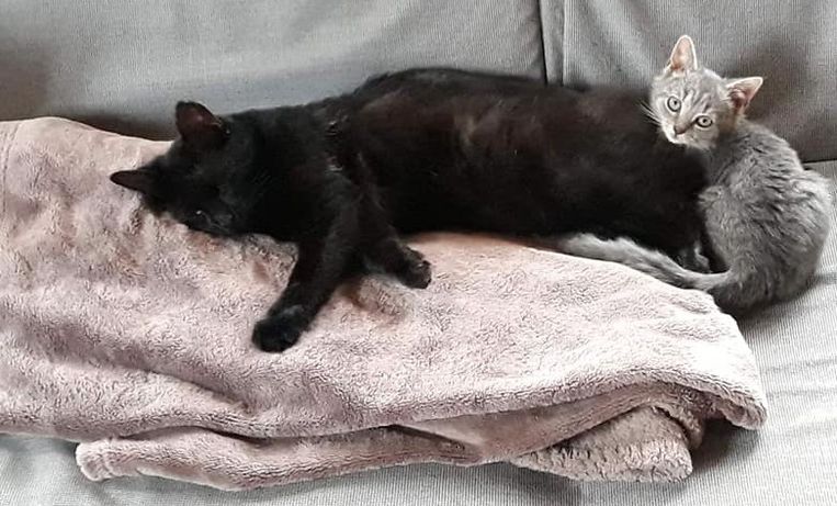 Sprotje, met speelkameraadje Riba, stelt het nu zeer goed.