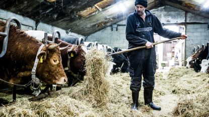 Dit is het koeienrusthuis waar de ontsnapte koe Hermien oud mag worden