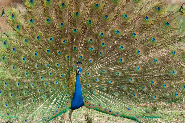 Attenborough's Life in Colour