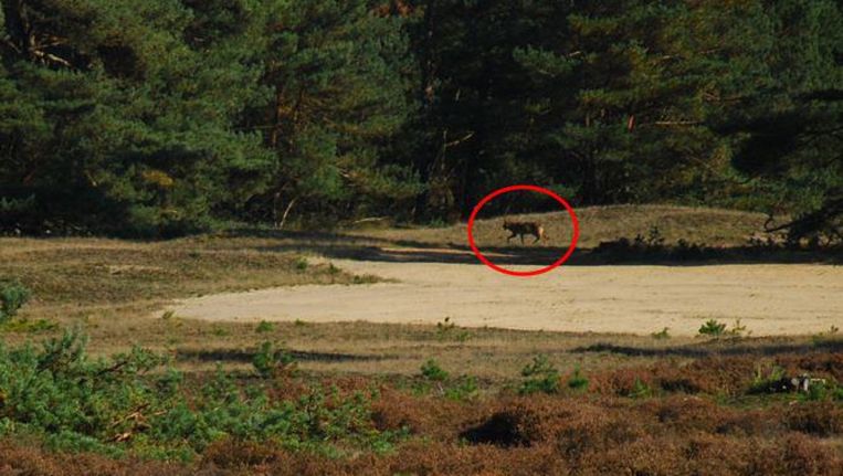 Deze week werd in natuurreservaat Veluwe, Nederland, een wolf gespot. Een vrouw die er met haar hond aan het wandelen was, kon het roofdier op de foto vastleggen.