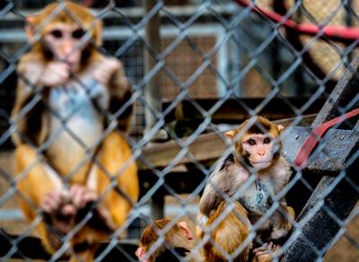 'Het is hier geen slachthuis'