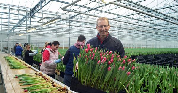 De miljoen tulpen van Jan Boot zijn er negen miljoen geworden