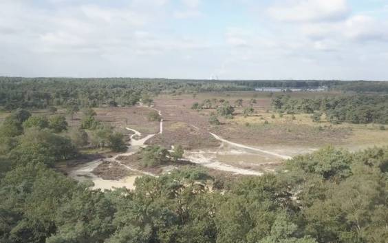 Onze befaamde Kalmthoutse Heide staat onder druk. Hoe klimaatverandering ook hier en nu toeslaat